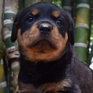 Rottweiler